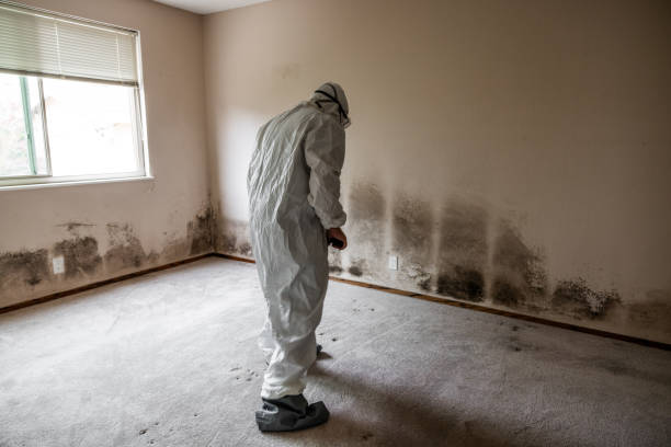 Professional Mold Removal in Canyon Lake, TX